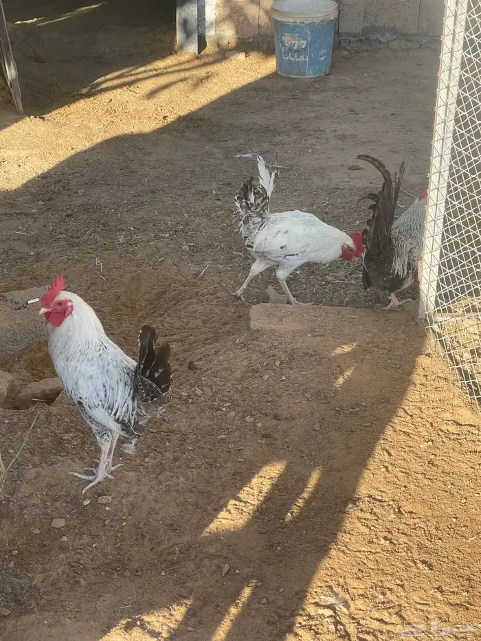 ديوك فيومي وبلدي 8