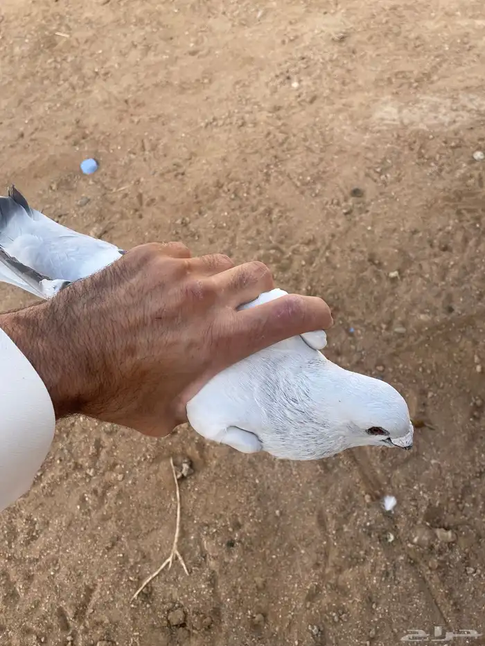 حمام شفرات شامي 9