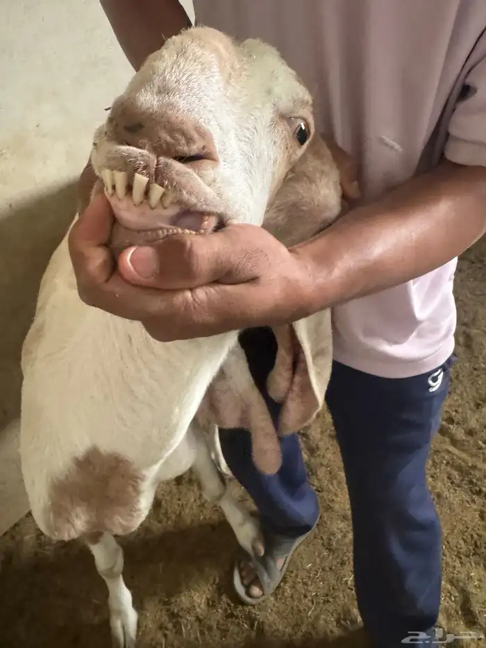 للبيع ماعز هولندية صنف وجرم معها حفرة على السوم 5