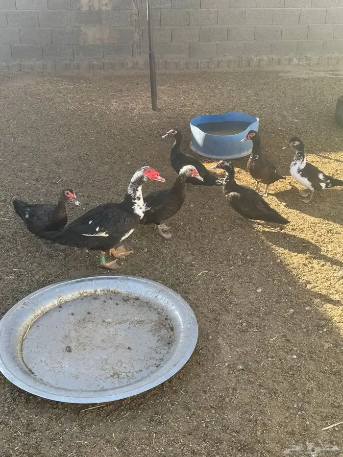 بط بلدي او مصري 4