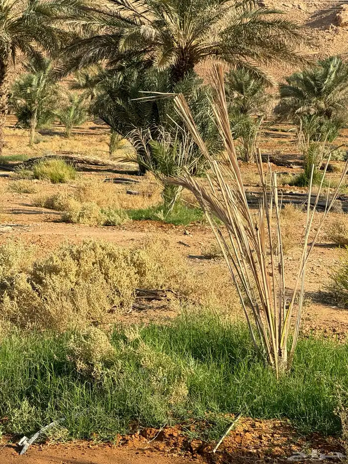 فراخ خضري صقعي 2