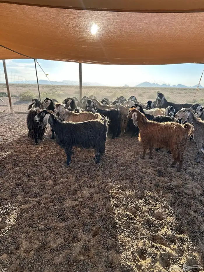 مراح معزاء للبيع 2