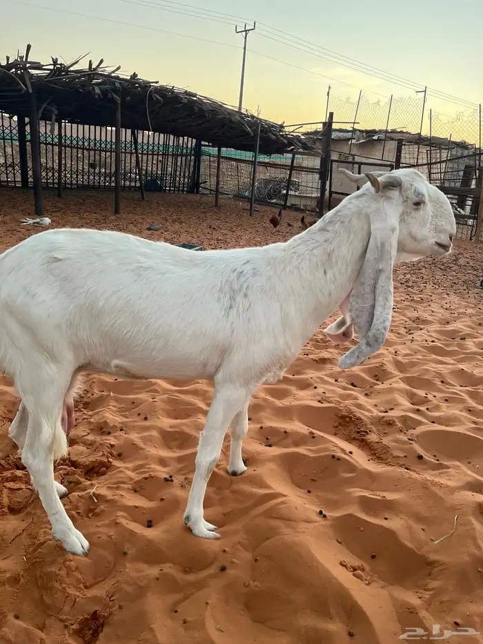 عنز مطوره بيضا برصا حليب وافر بحر مشروكه 2