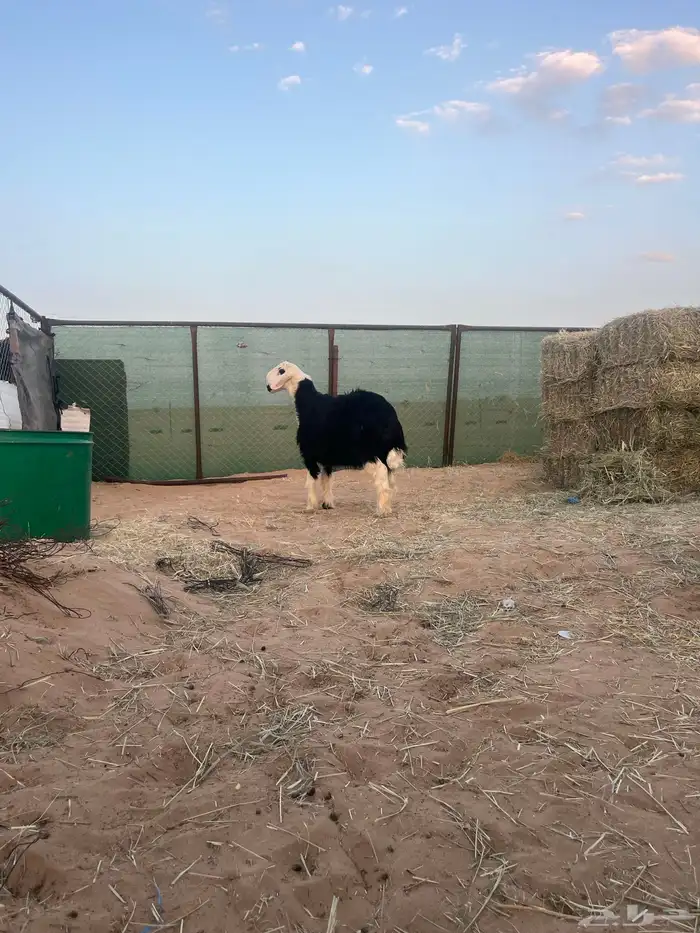 فحل مشروع نجدي 3