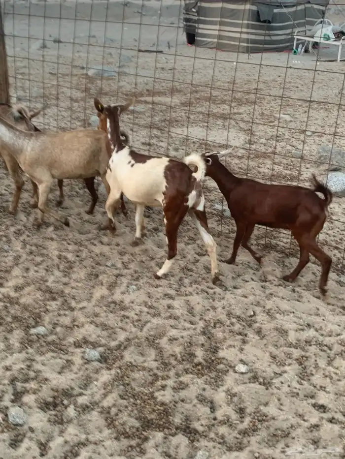 للبيع معزا جنوبية مواليد ودفيع 9