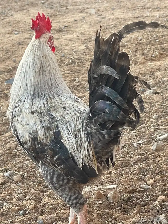 ديوك فيومي وبلدي 3