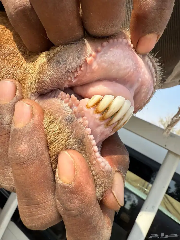 للبيع نعيميه والد 0