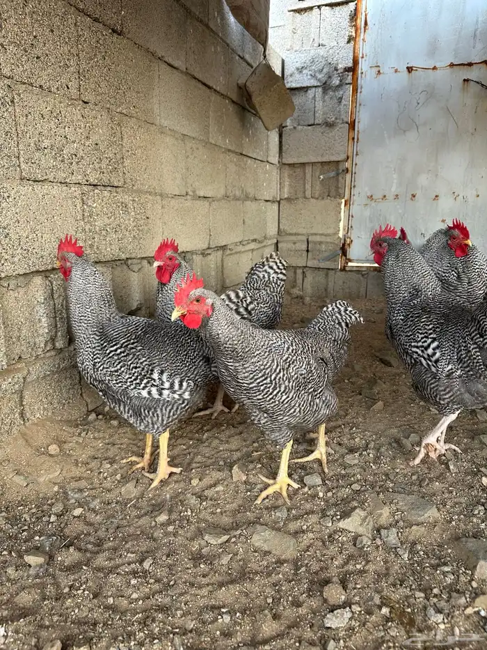 ديوك امروك صافي شرط 10