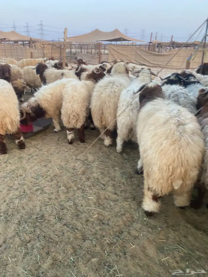 طليان نعيمي فواخر 19