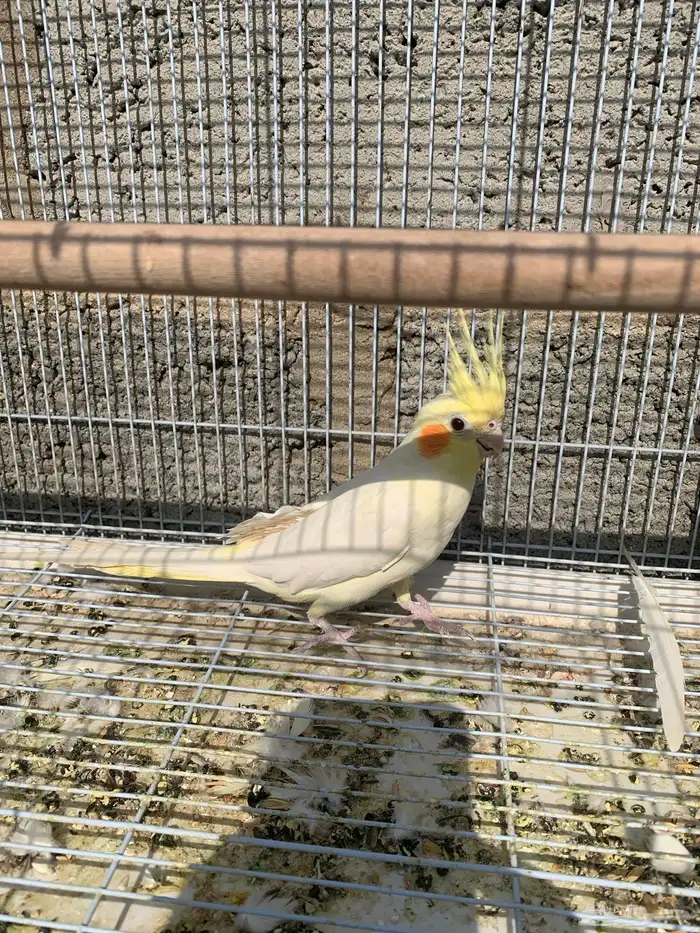 كروان أو كوكتيل للبيع 1