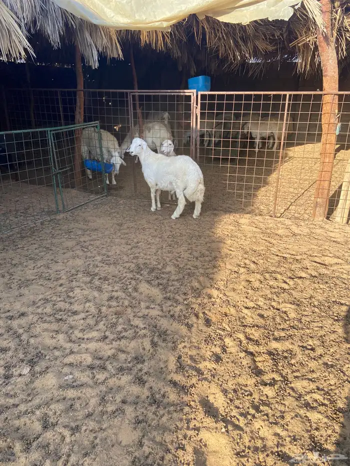 ذبايح خرفان 0