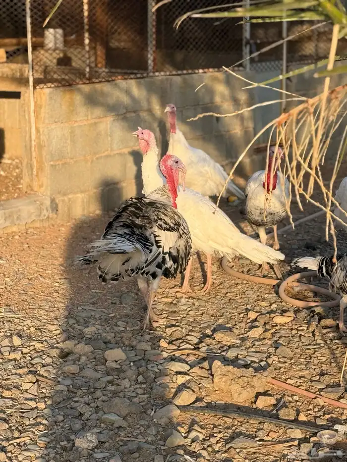 رومي بياض اللون ابيض للبيع 5