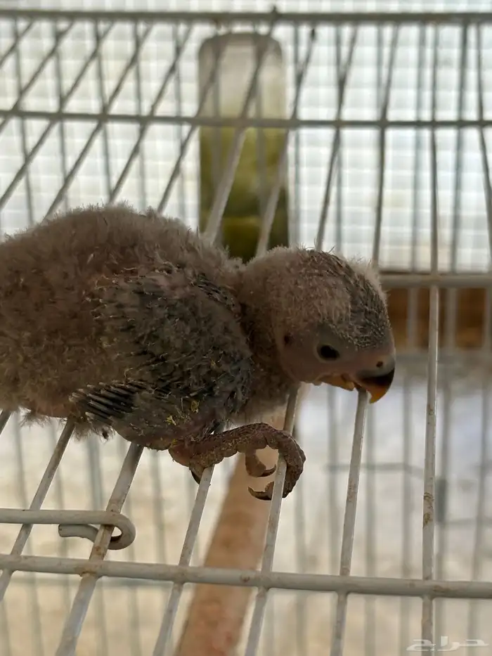 طيور روز فروخ 0