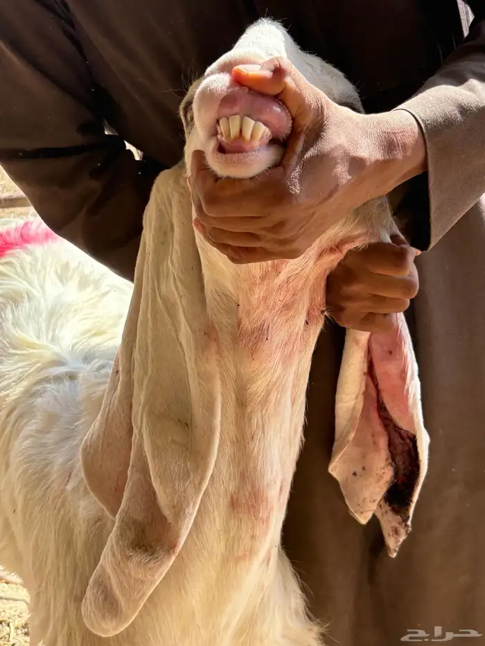 للبيع ماعز بيض دفيع 15