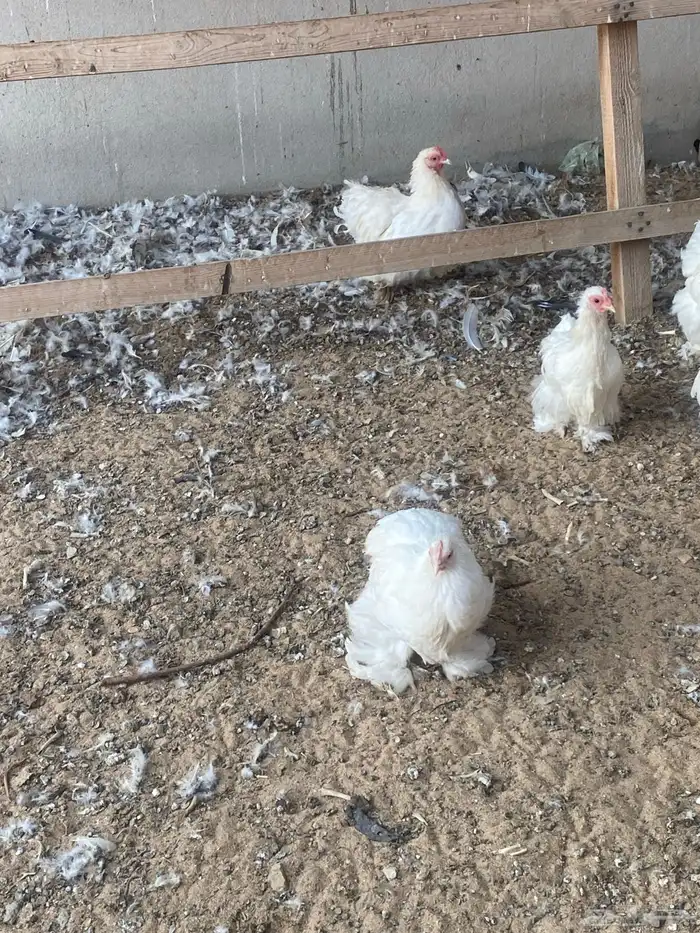 دجاج كوشن ثلاث أطقم البيع ل اعلى سعر 0