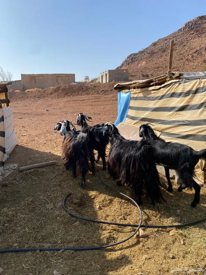 معزا حبشيات اصيله جروم(( تم البيع)) 6