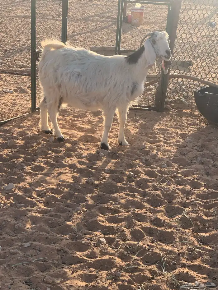 معزاء دفيع 3