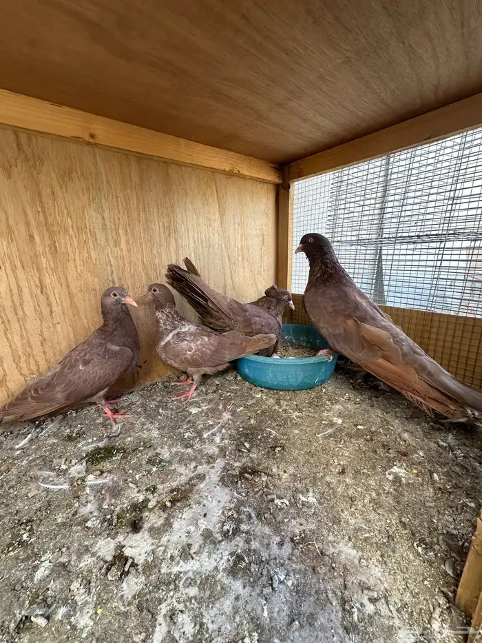 حمام مصري مالطي فاخر 0