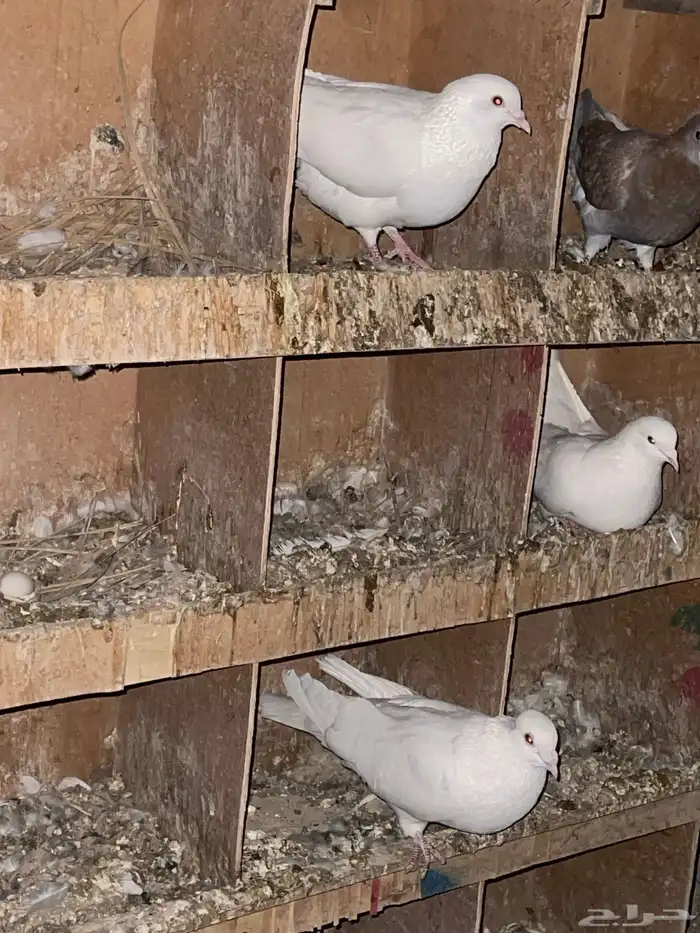 حمام لاحم ابيض جامبو 0