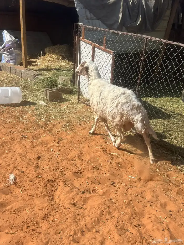 للبيع شاة حرية 0