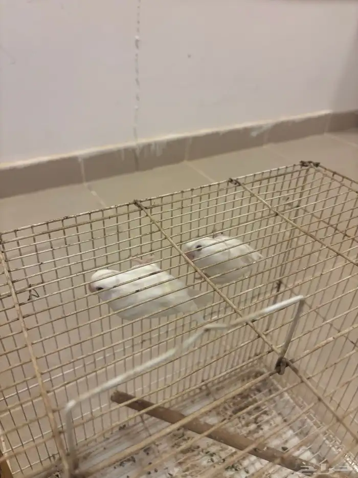 روز البينيو منتج 0