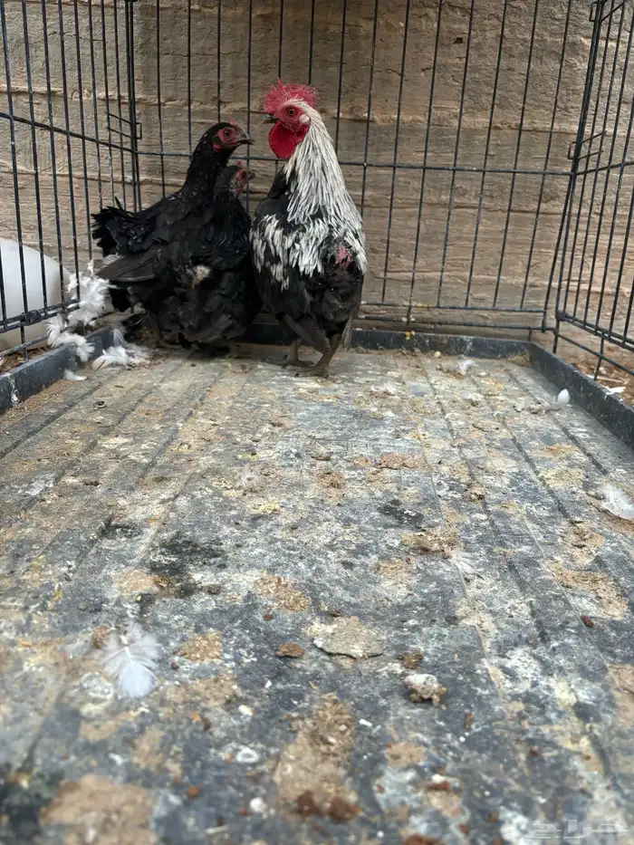 للبيع دجاج جابنيز. 3