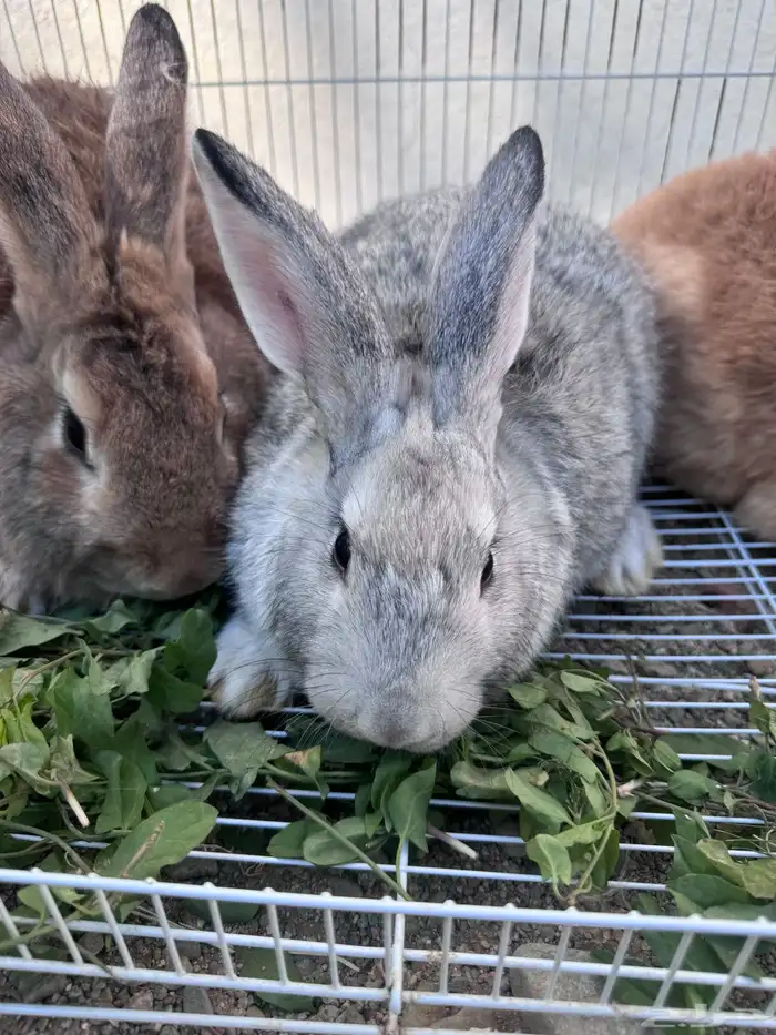 ارانب ذكور 1