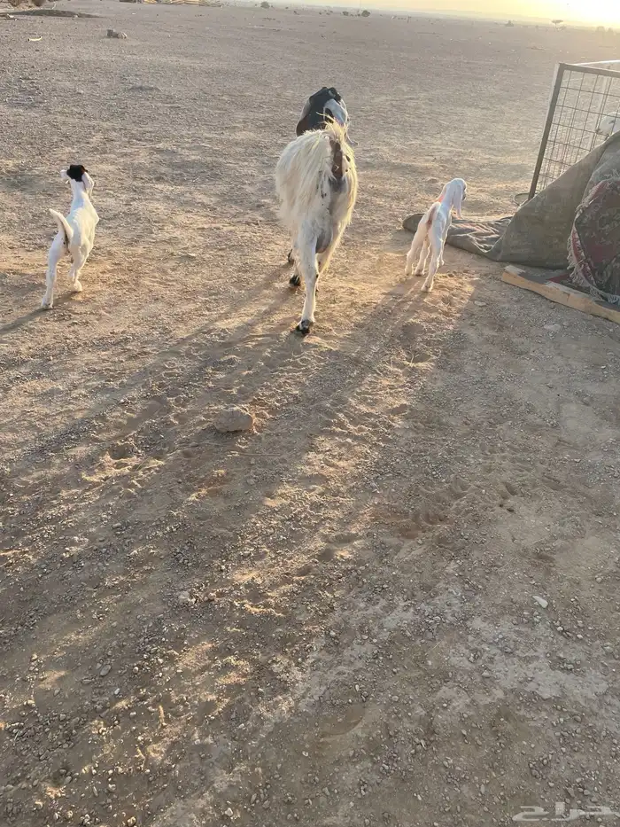 معزا متابيع 23