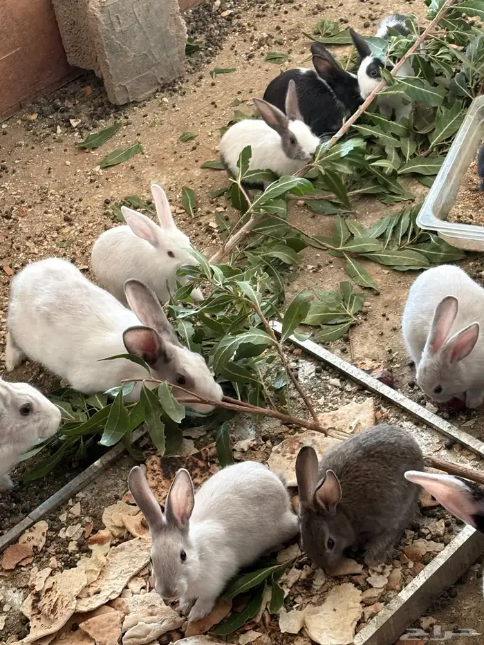 ارانب بلديه   دجاج بلدي   للبيع 5