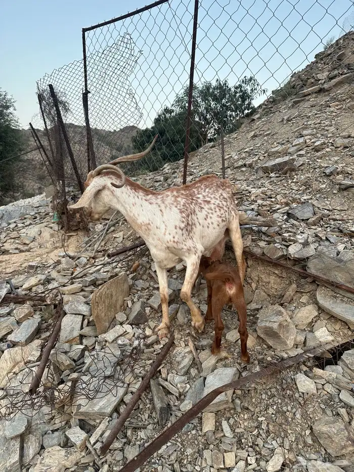 عنز تحتها جفره 3