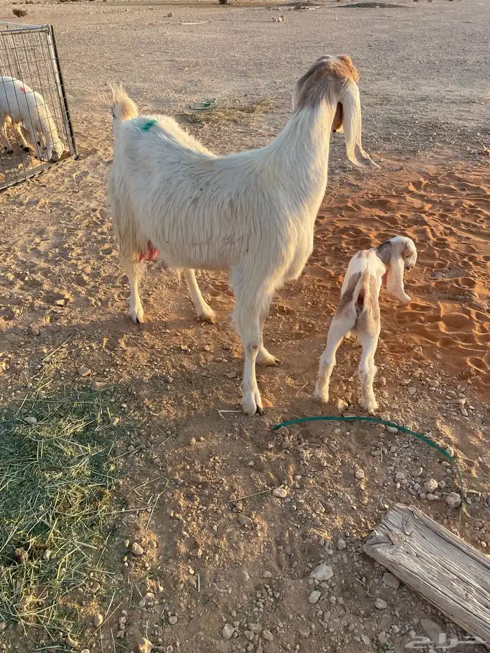 معزا متابيع 15