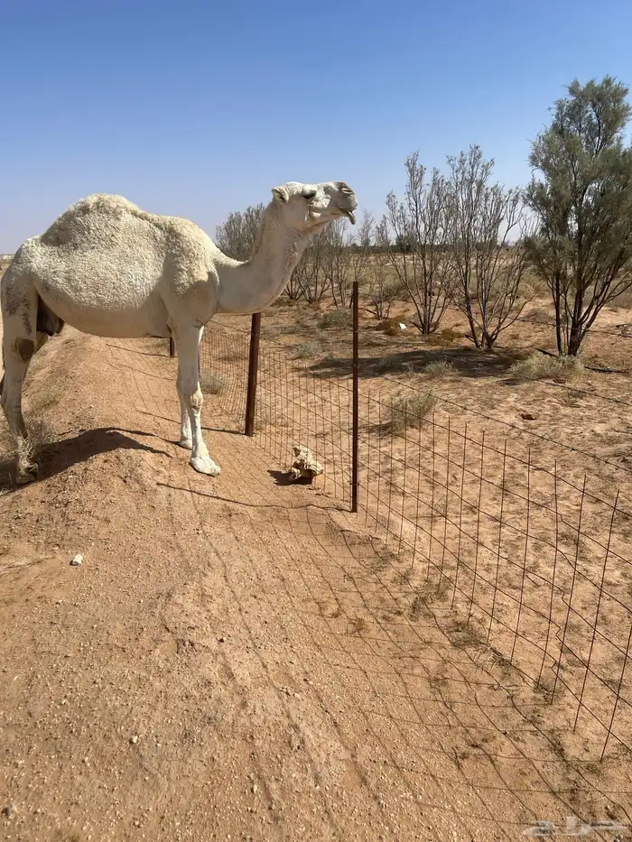 ناقه ضريبه نظيف شبب 0