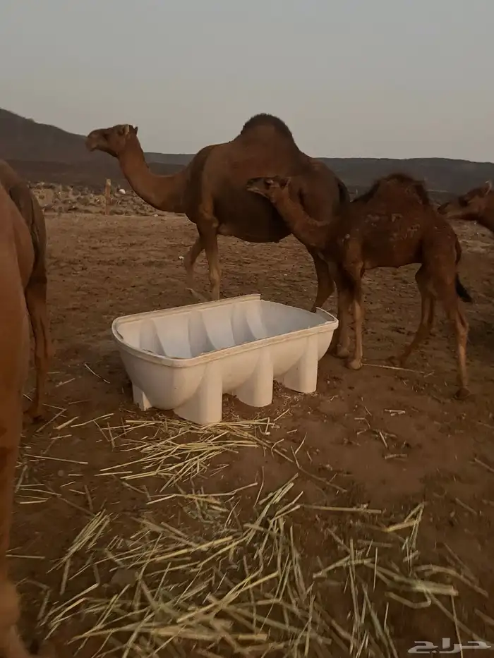 قعود مشروع فحل للبيع 5