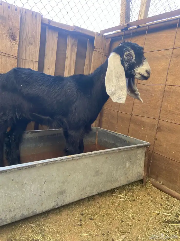 جفره عارضيه 1