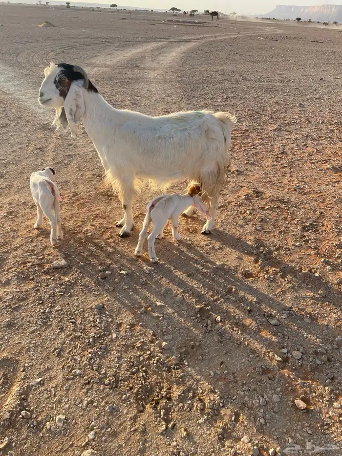 معزا متابيع 25