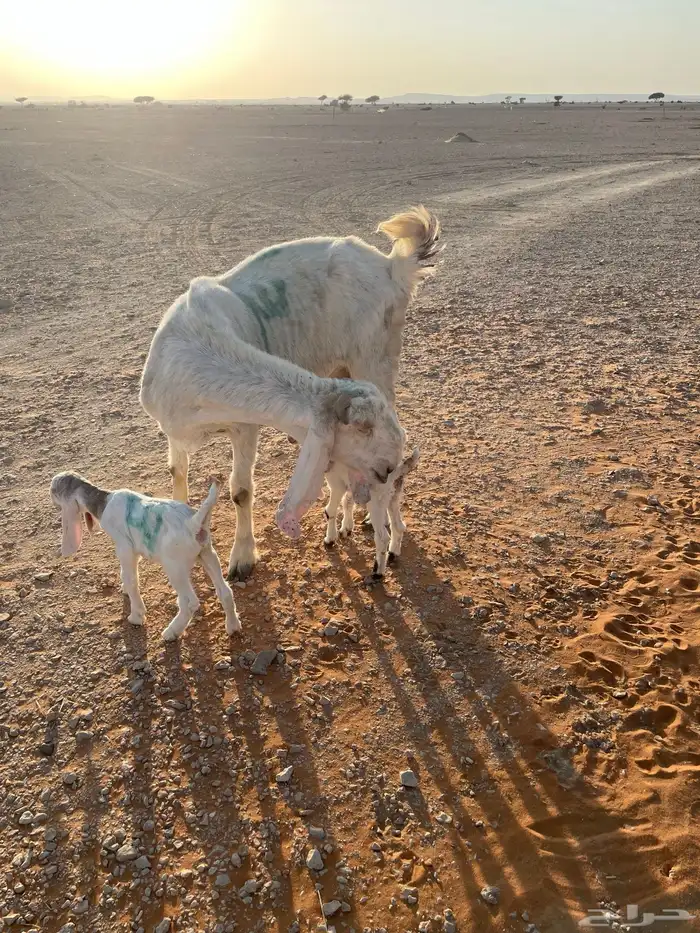 معزا متابيع 27