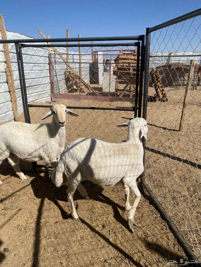 3 خرفان جبرة شرط علفها فقط برسيم رودس شعير من حلالي 0