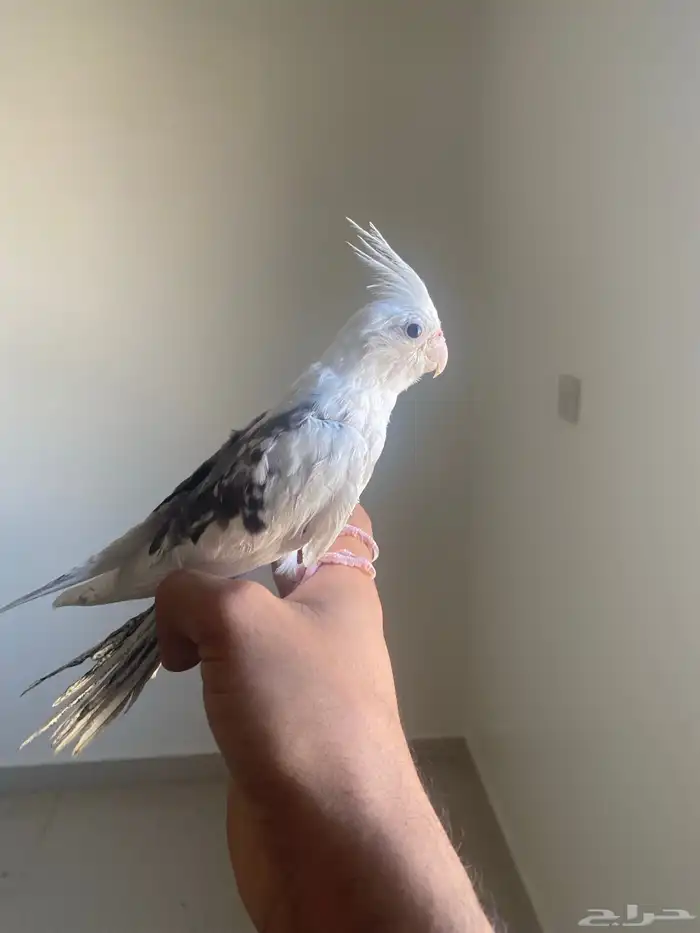 كروان هولندي 0