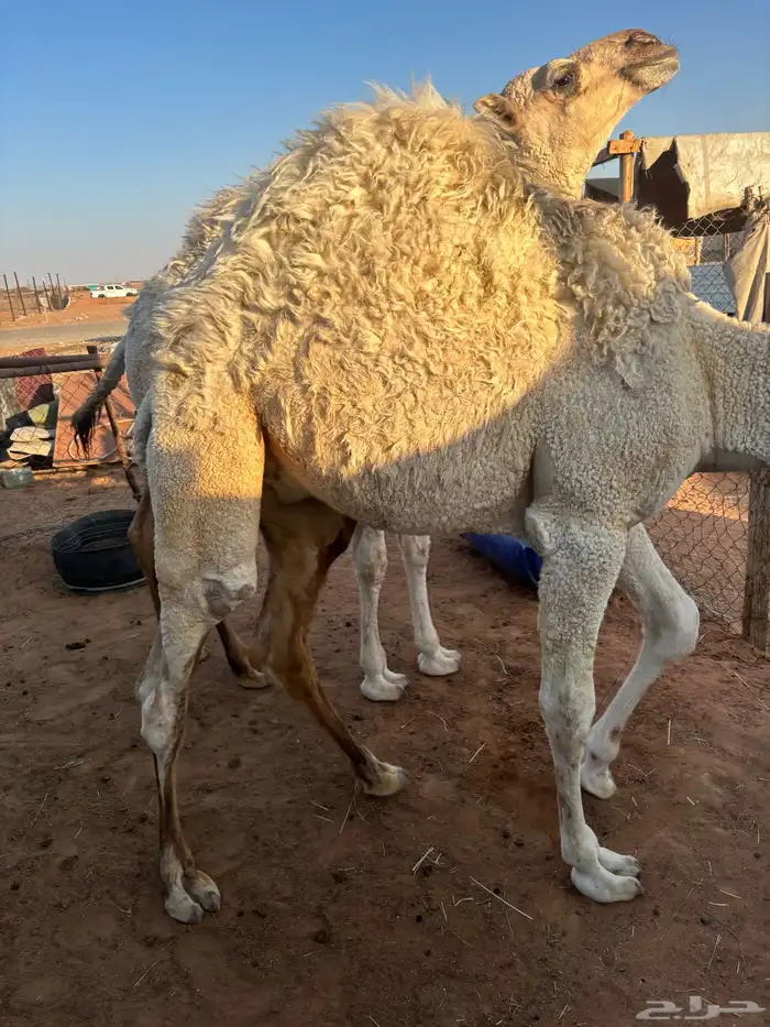 قعدان للبيع جملة اوتفريد 0