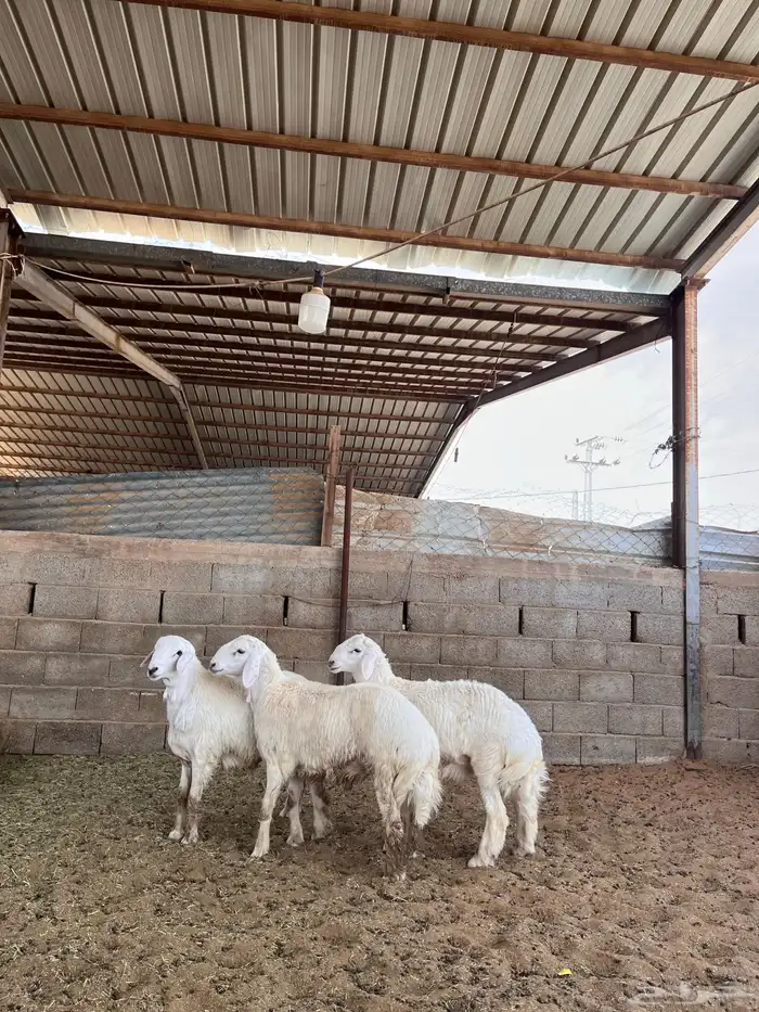 ذبائح للبيع 8