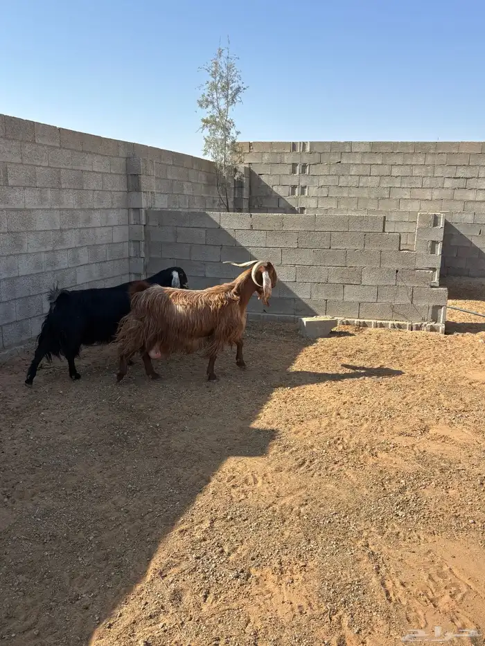 معزا كلها دفيع وعلى الشرط 6