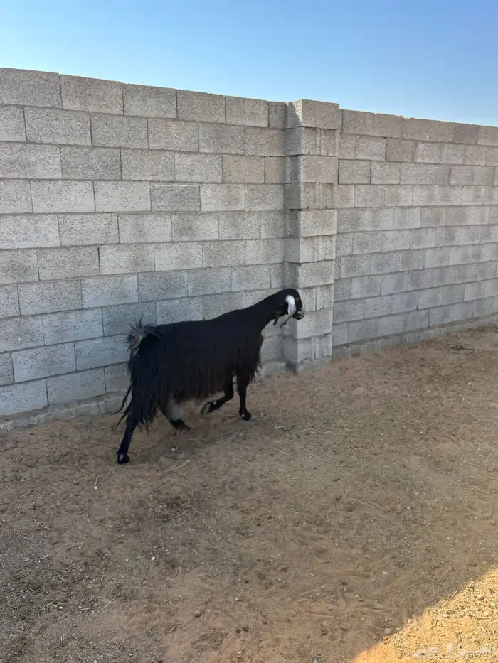 معزا كلها دفيع وعلى الشرط 3