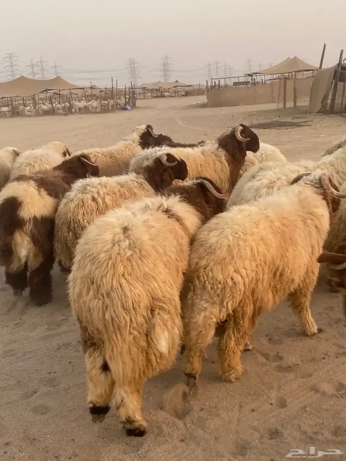 طليان نعيمي فواخر 4