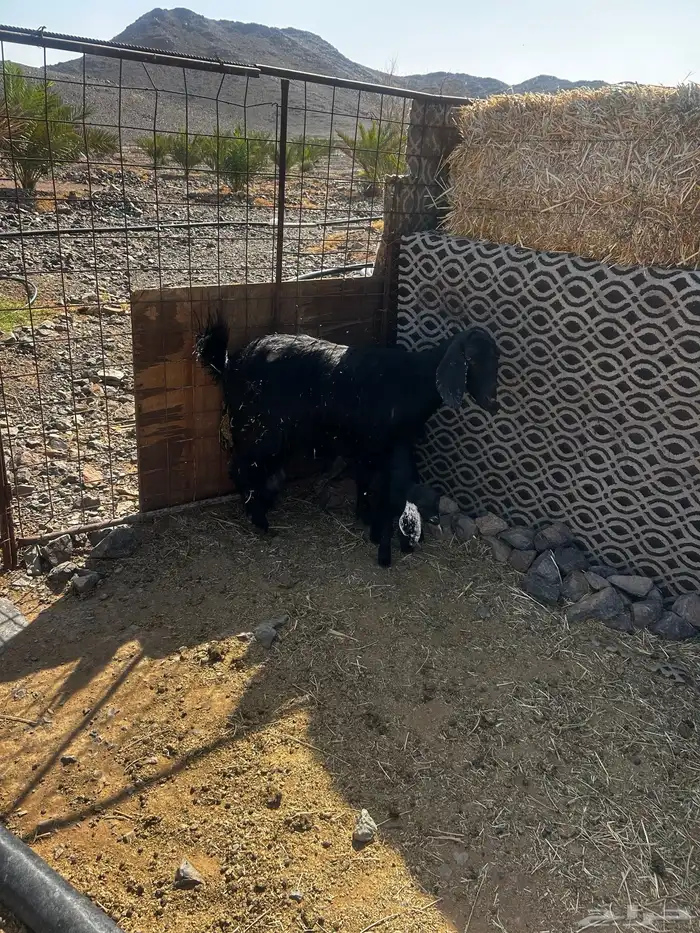 معزا ولد طيبه ونضيفه 0