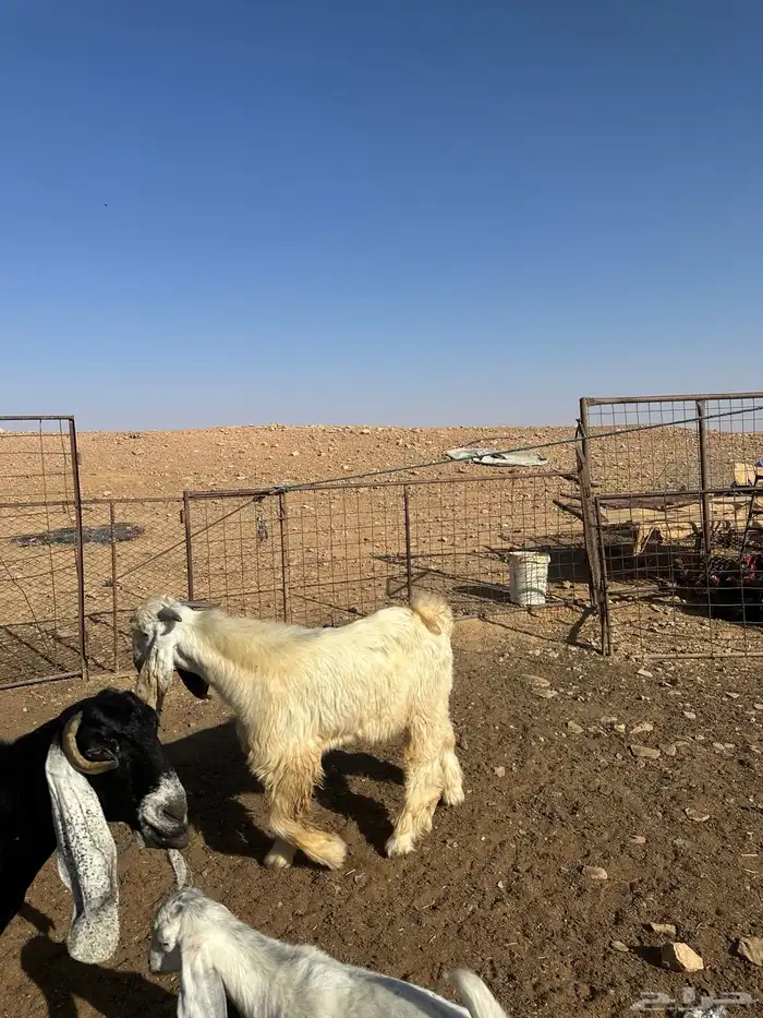 تيوس جذعان 1