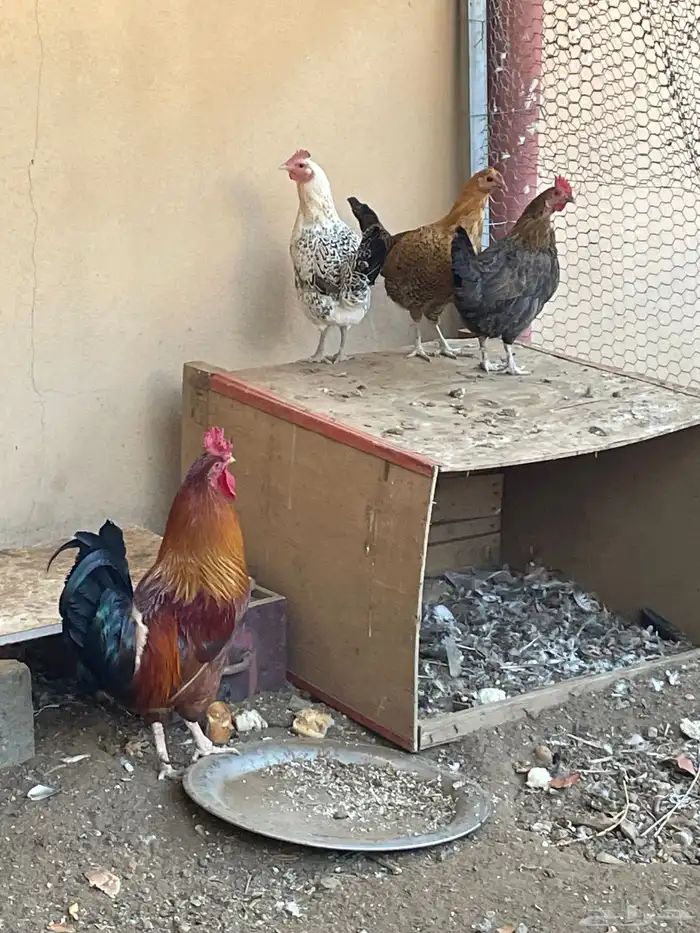 دجاج وحمام 1