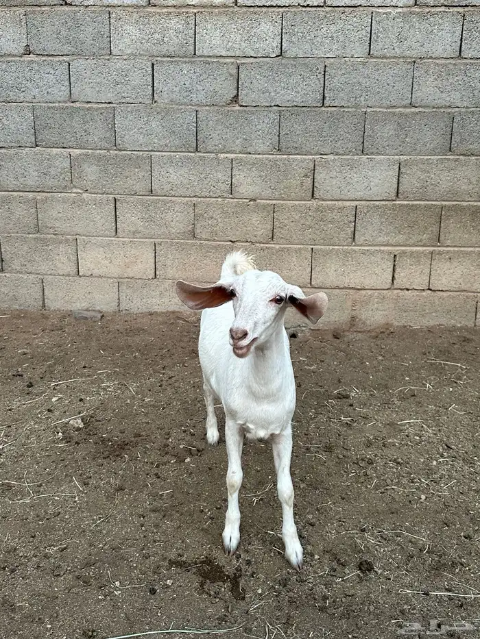 عناق فل شحم او مقنوي طيبة 6