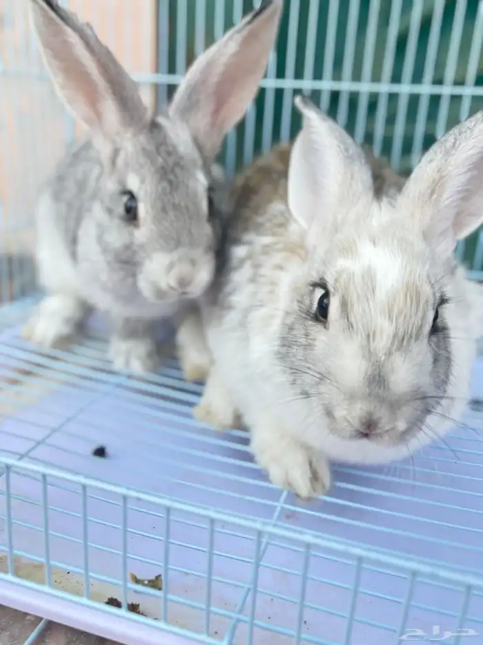 أرانب اليفه للبيع 2