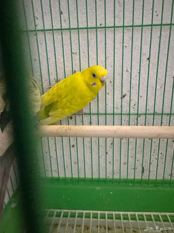 بادجي رينبو 4