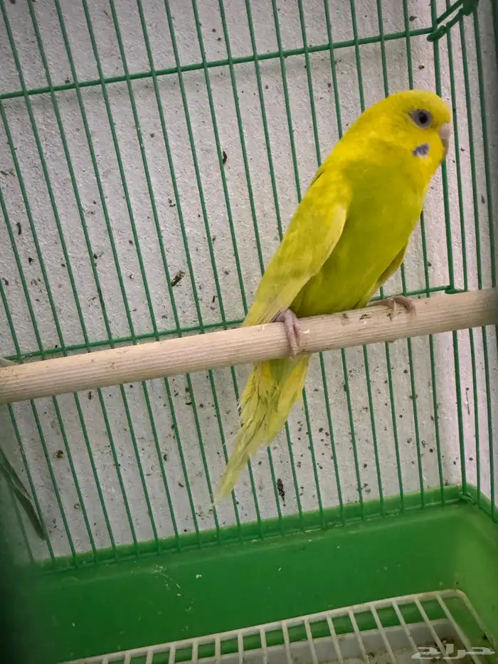 بادجي رينبو 1